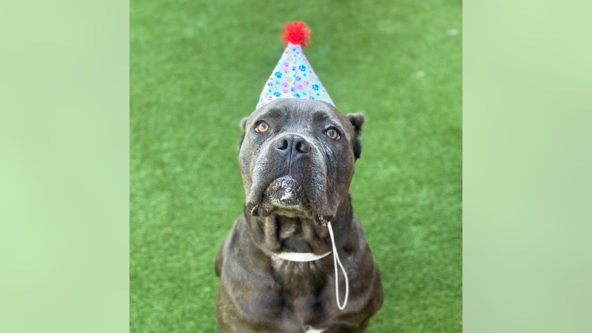 Georgia military member looking for temporary animal foster