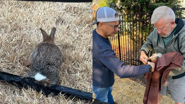 Hoppy ending for bunny tangled in goal net in backyard of Kennesaw home