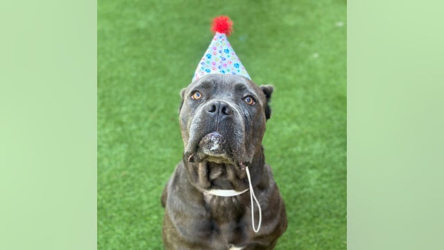 Georgia military member looking for temporary animal foster