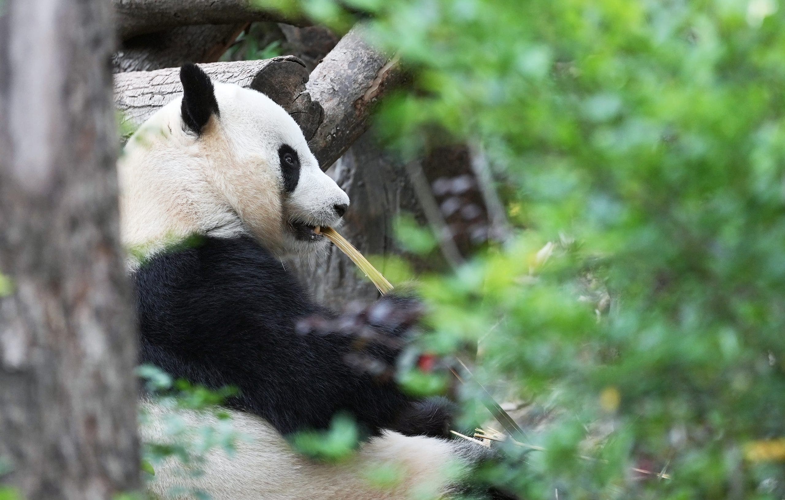 Zoo Atlanta to receive two new giant pandas Ping Ping and Fu Shuang