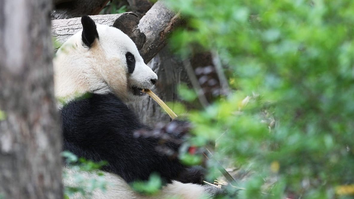 Chinese President says 2 giant pandas are headed to Zoo Atlanta soon