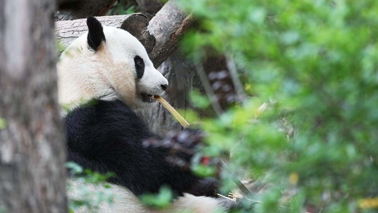 Zoo Atlanta to receive two new giant pandas Ping Ping and Fu