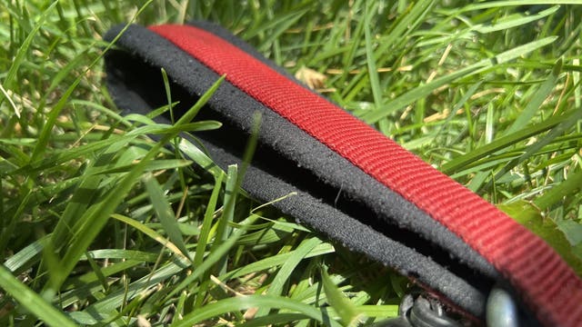 Gwinnett Police warn of theft charges for taking stray pets