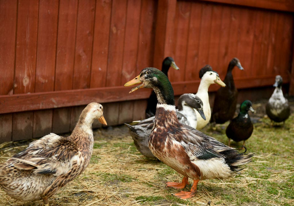 Salmonella outbreak linked to backyard ducks hits Georgia