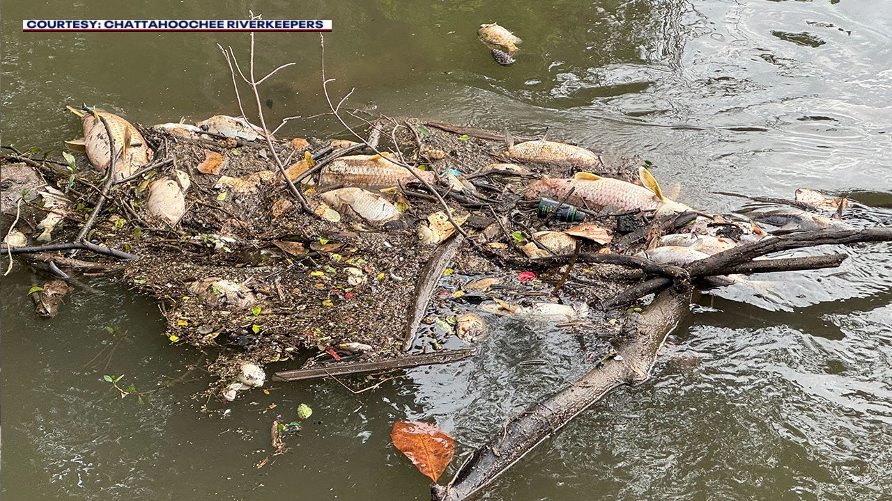 Sewage overflows, drought, heavy runoff blamed for massive Chattahoochee River fish kill
