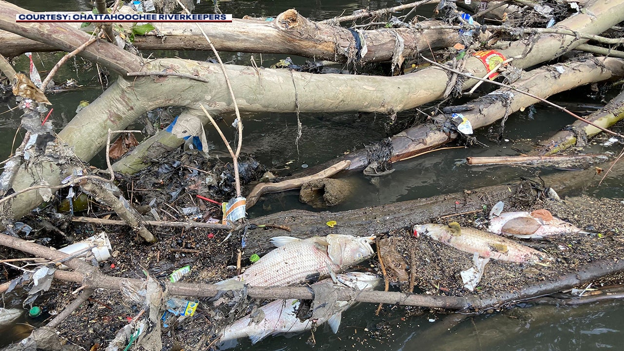 What is a fish kill? Why thousands of fish suffocated in Chattahoochee River