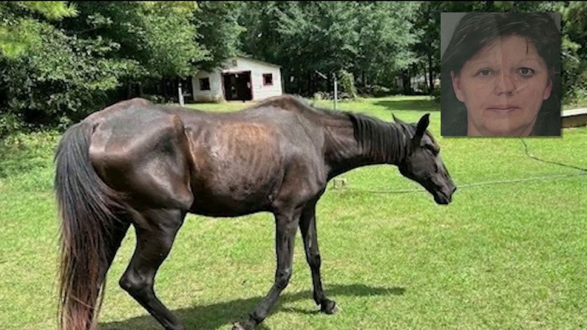 Starving horses ate rocks to survive in Cobb County