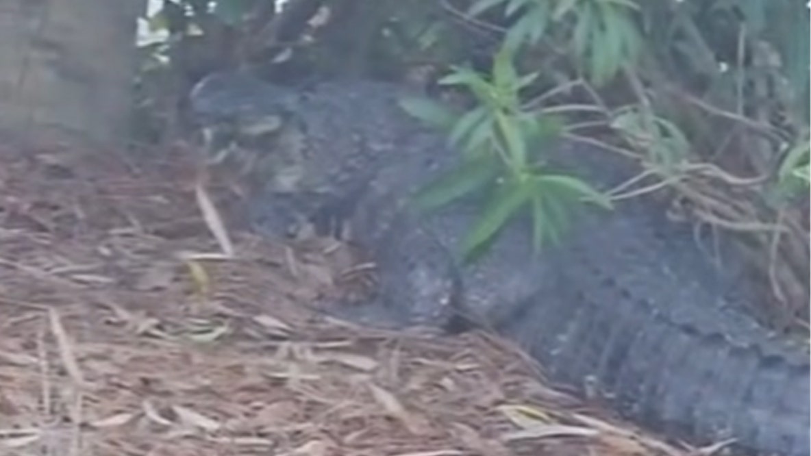 Video shows 10-foot alligator removed from Jekyll Island resort