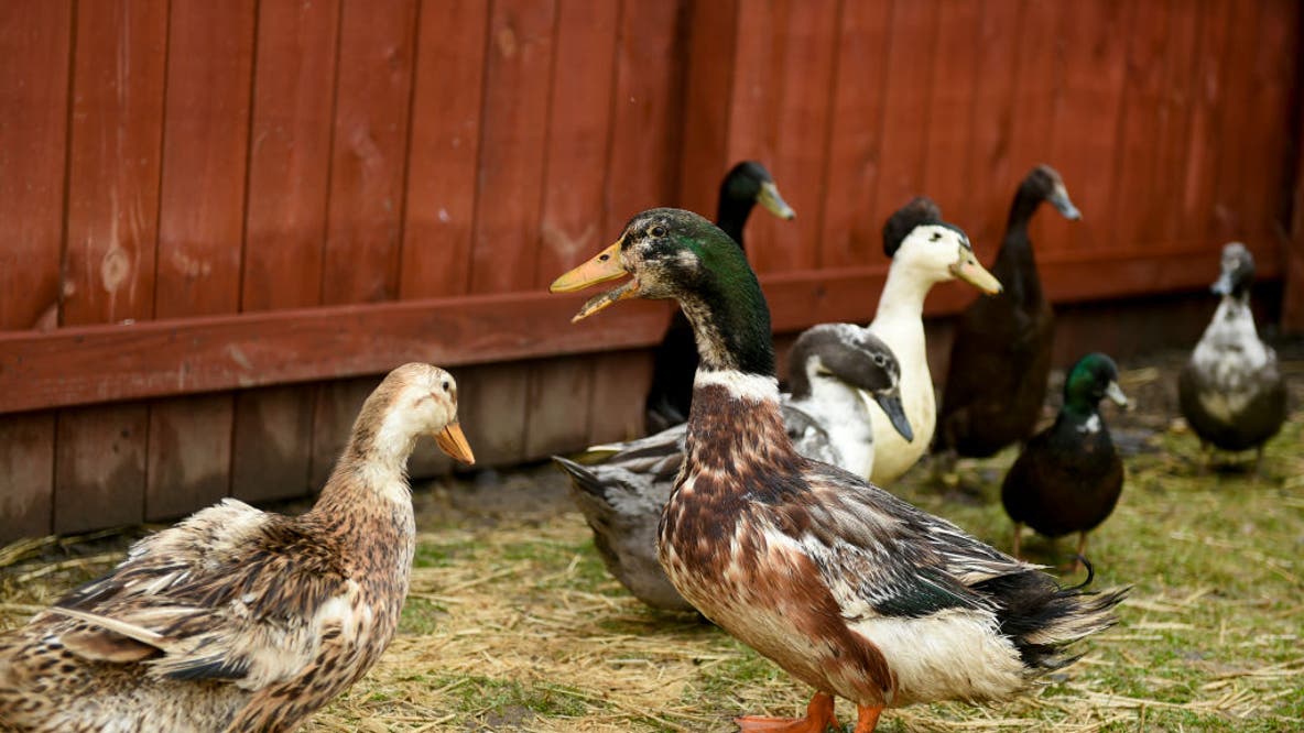 Salmonella outbreak linked to backyard ducks hits Georgia