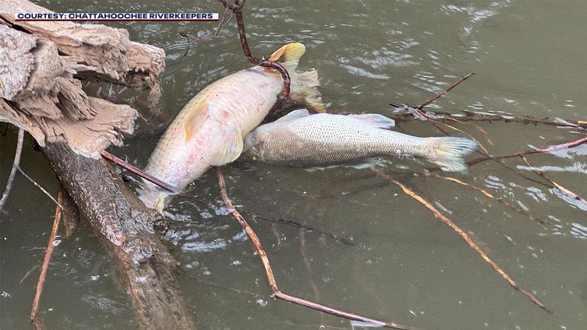 Chattahoochee River: Outside firm investigates Atlanta fish kill