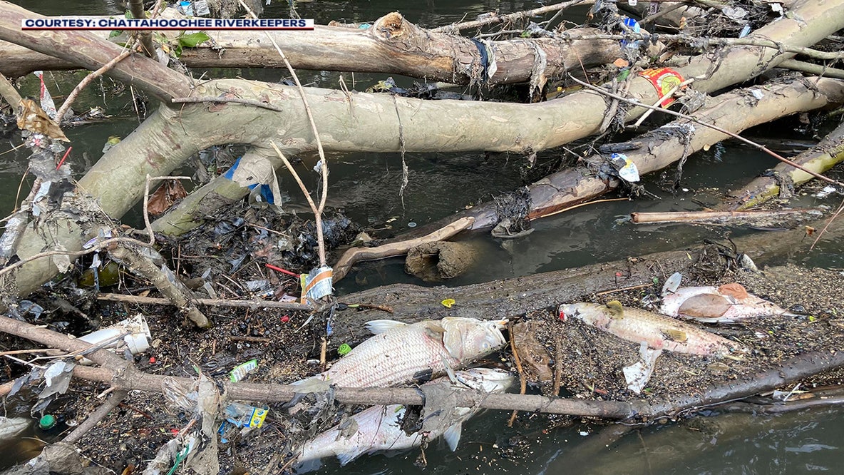 What is a fish kill? Why thousands of fish suffocated in Chattahoochee River