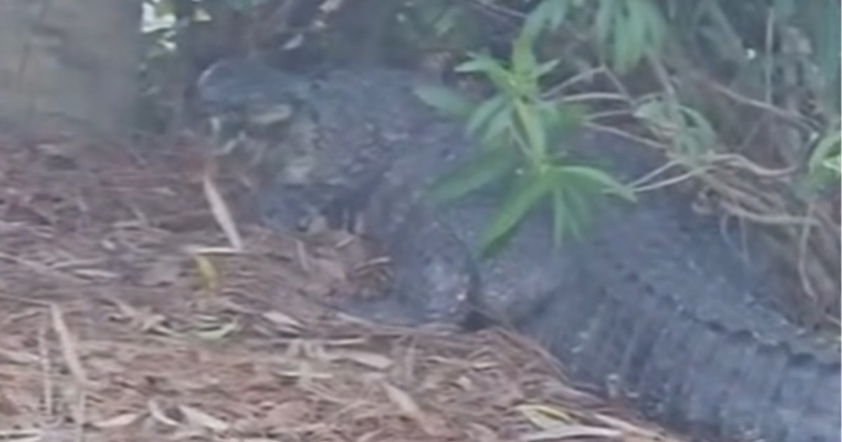 Video shows 10-foot alligator removed from Jekyll Island resort