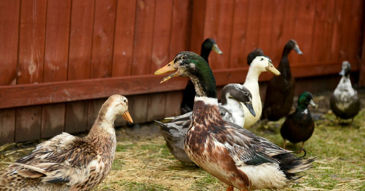 Salmonella outbreak linked to backyard ducks hits Georgia