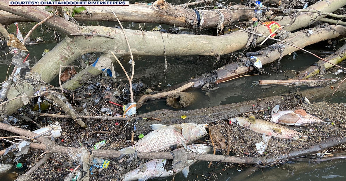 What is a fish kill? Why thousands of fish suffocated in Chattahoochee ...