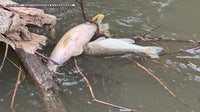 Chattahoochee River: Outside firm investigates Atlanta fish kill