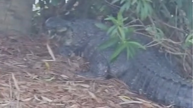 Video shows 10-foot alligator removed from Jekyll Island resort