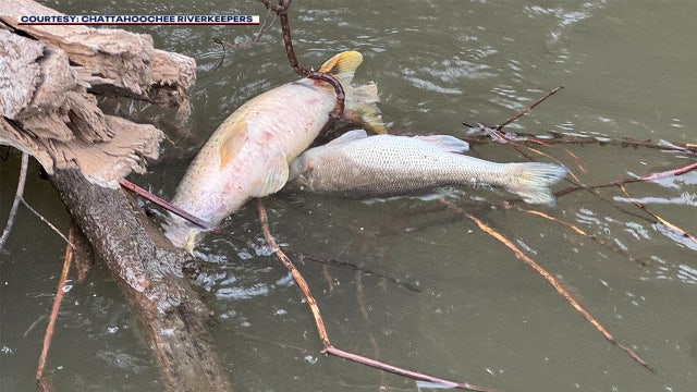 Chattahoochee River: Outside firm investigates Atlanta fish kill