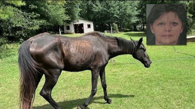 Starving horses ate rocks to survive in Cobb County