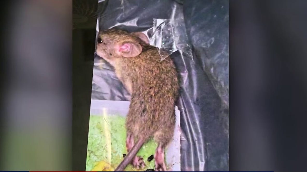 IRS workers planning walkout over rat infestation in Chamblee