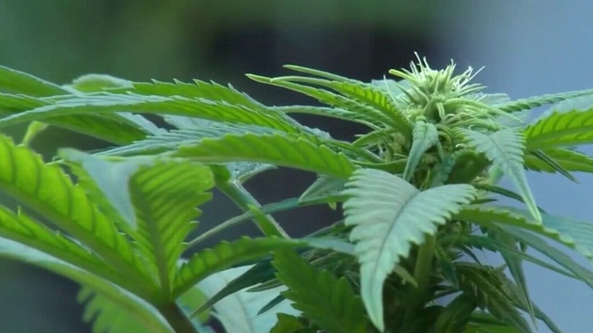 Georgia medical cannabis expansion: New laws take effect Wednesday