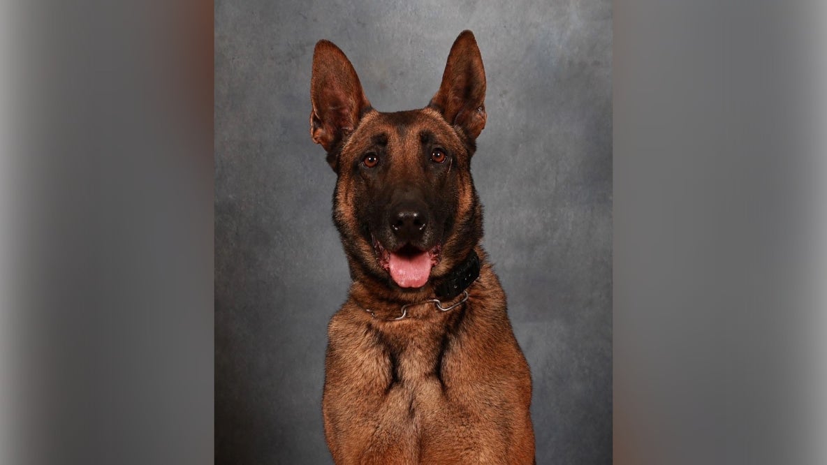 Coweta K9 who helped capture alleged bank robber dies suddenly