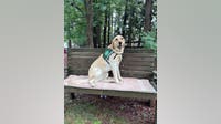 Children's Healthcare welcomes new facility dog