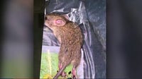 IRS workers planning walkout over rat infestation in Chamblee