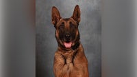 Coweta K9 who helped capture alleged bank robber dies suddenly