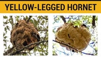 Why Georgia officials want you to look up for massive hornet nests