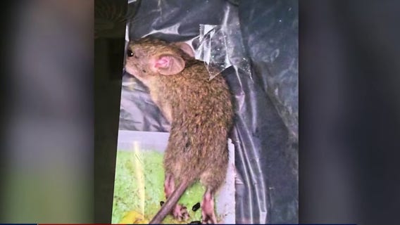 IRS agrees to remote work amid Chamblee rat infestation concerns