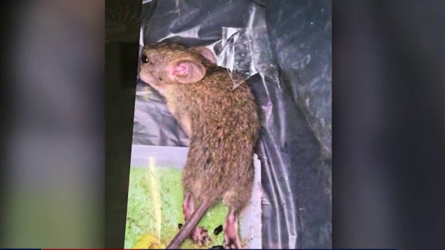 IRS workers planning walkout over rat infestation in Chamblee