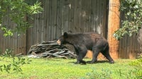 Black bears keep roaming metro Atlanta neighborhoods