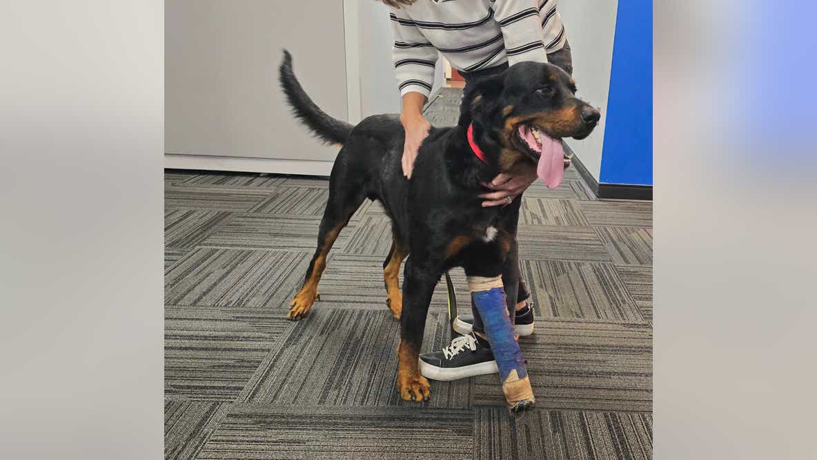 Pet of the Day: Rowdy Zane