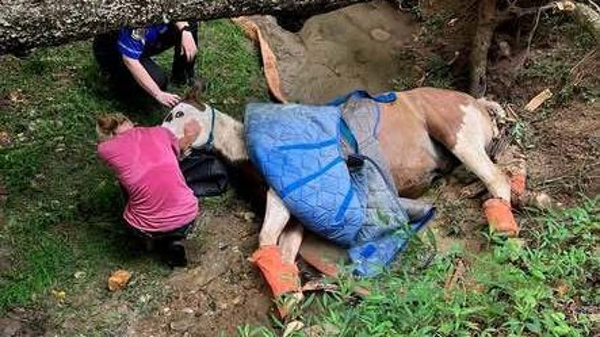 How firefighters lifted a 1,600-pound horse out of a muddy creek bed