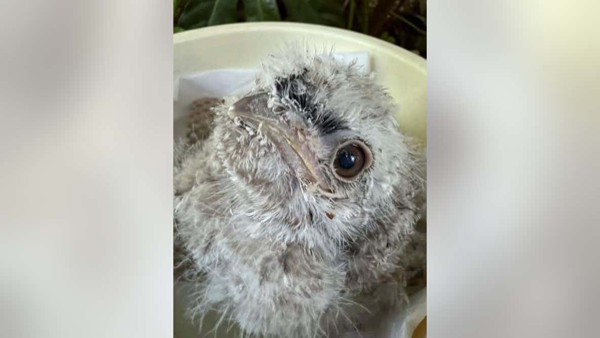 Zoo Atlanta announces hatching of tawny frogmouth chick