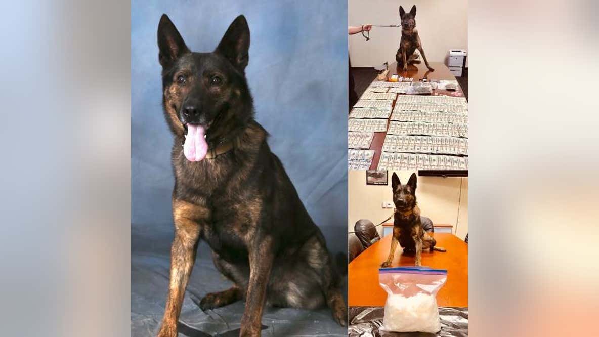 Retired Gainesville K-9 officer dies days after 11th birthday