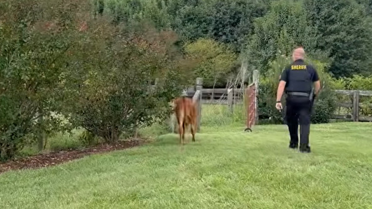 Video: Calf caught violating Georgia's 'moo-ve over law' in Forsyth County