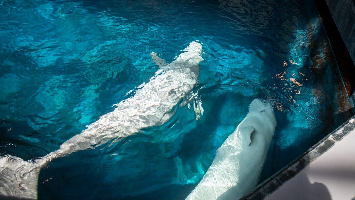 2 beluga whales arrive at Georgia Aquarium from Canada