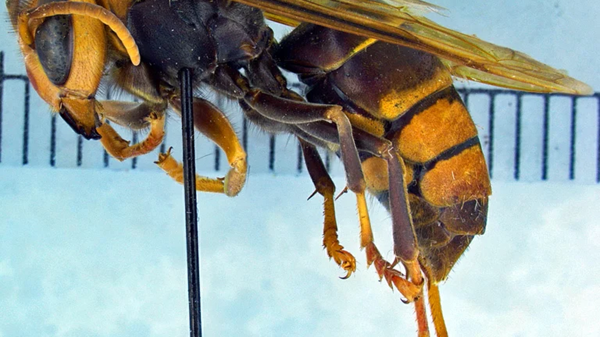 How wind and diet are helping invasive hornets spread across Georgia