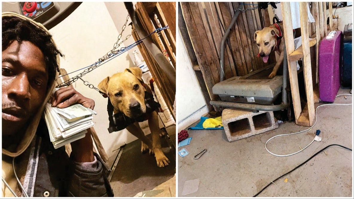 Griffin man gets 2 years for dogfighting, pandemic relief fraud