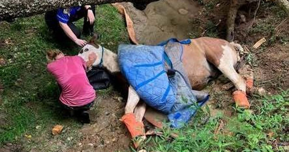 How firefighters lifted a 1,600-pound horse out of a muddy creek bed