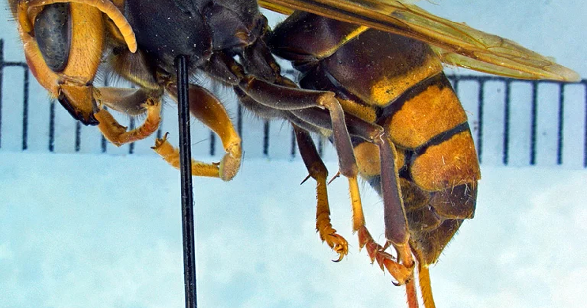 How wind and diet are helping an invasive hornet spread across Georgia
