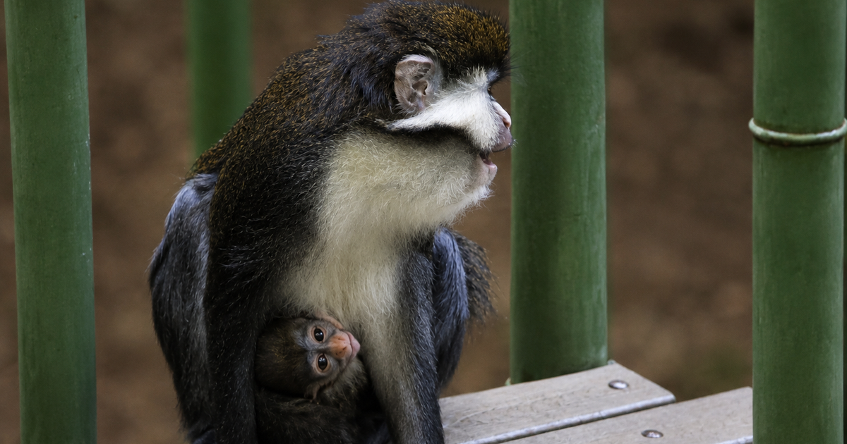 Zoo Atlanta welcomes newborn red-tailed monkey