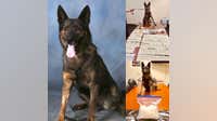Retired Gainesville K-9 officer dies days after 11th birthday