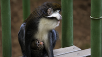 Zoo Atlanta welcomes newborn red-tailed monkey