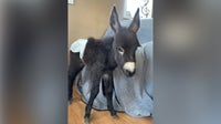 Donkey shot, killed in Polk County; Cedartown officer on leave