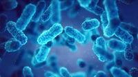 Drug-resistant fungus cases rise in Georgia, CDC says