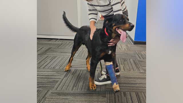 Pet of the Day: Rowdy Zane