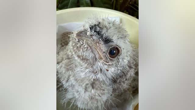 Zoo Atlanta announces hatching of tawny frogmouth chick