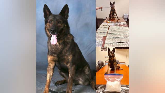 Retired Gainesville K-9 officer dies days after 11th birthday